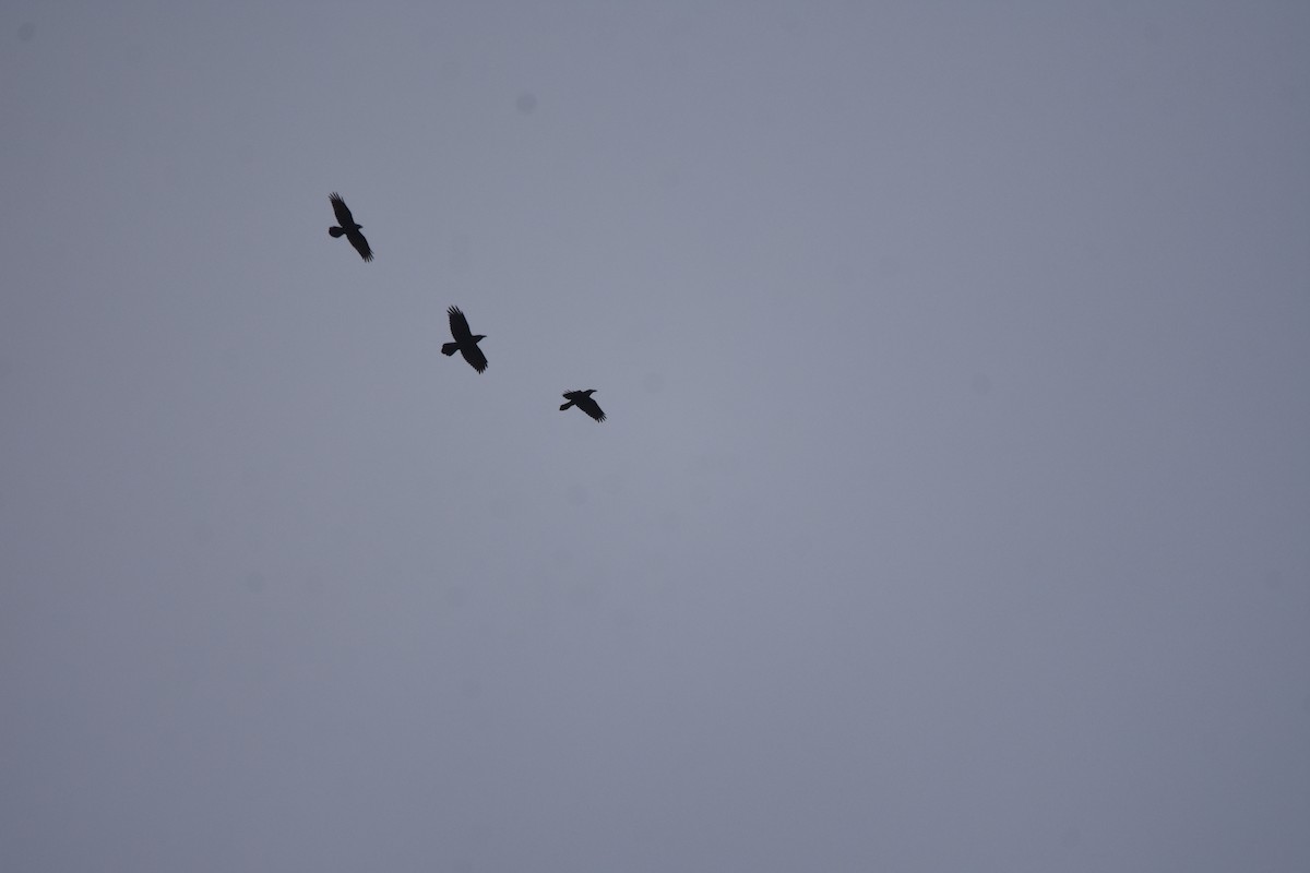 Erroi handia - ML645683416