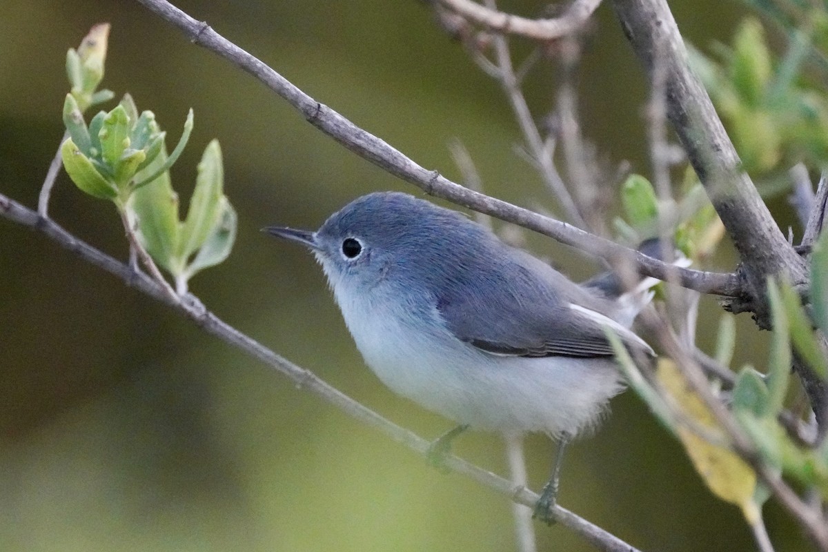 Голубая комароловка - ML645683417