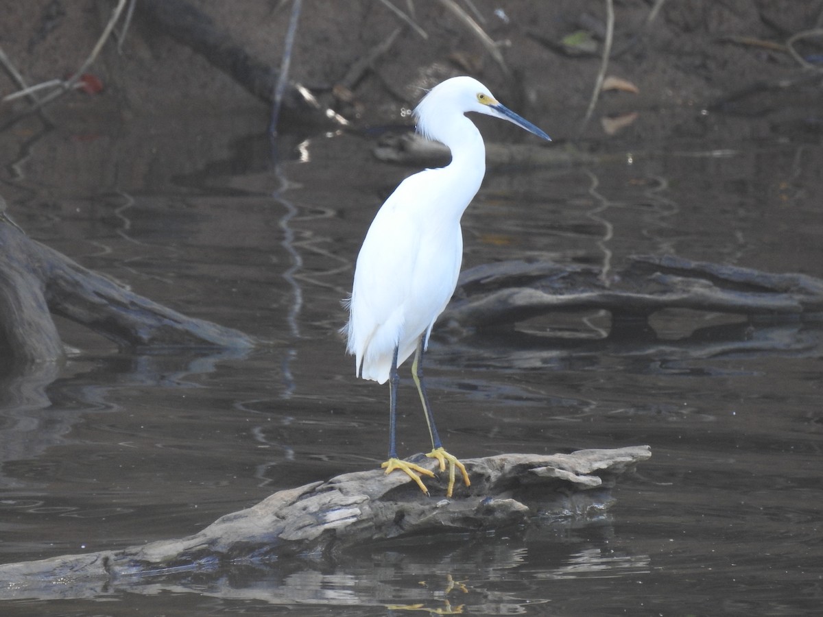 Snowy Egret - ML645683424