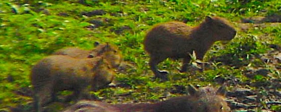 Mammals - ML645683439