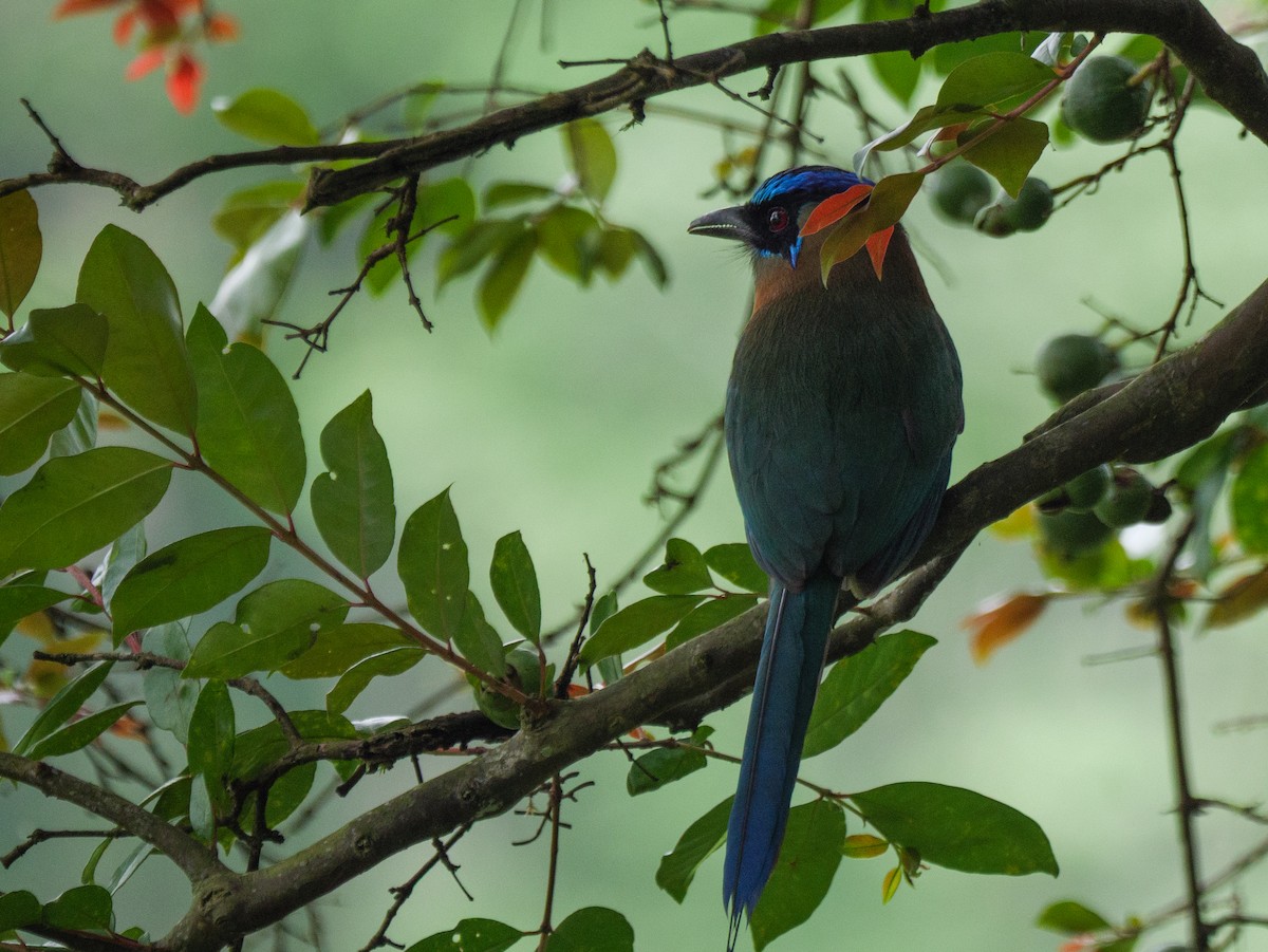 Lesson's Motmot - ML645683448