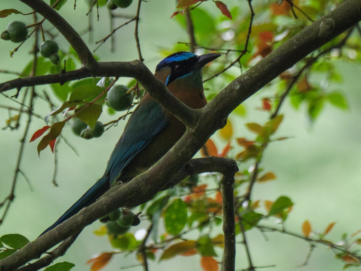 Lesson's Motmot - ML645683449