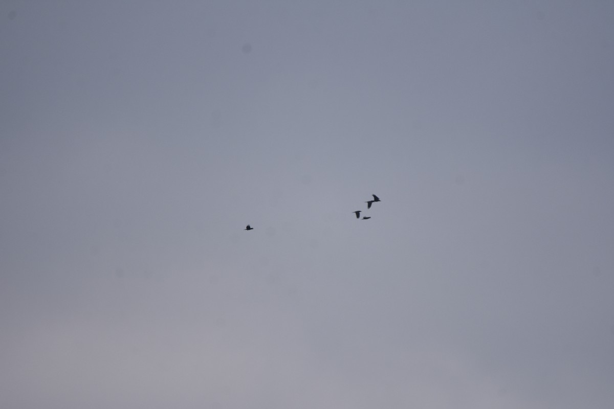 Erroi handia - ML645683467