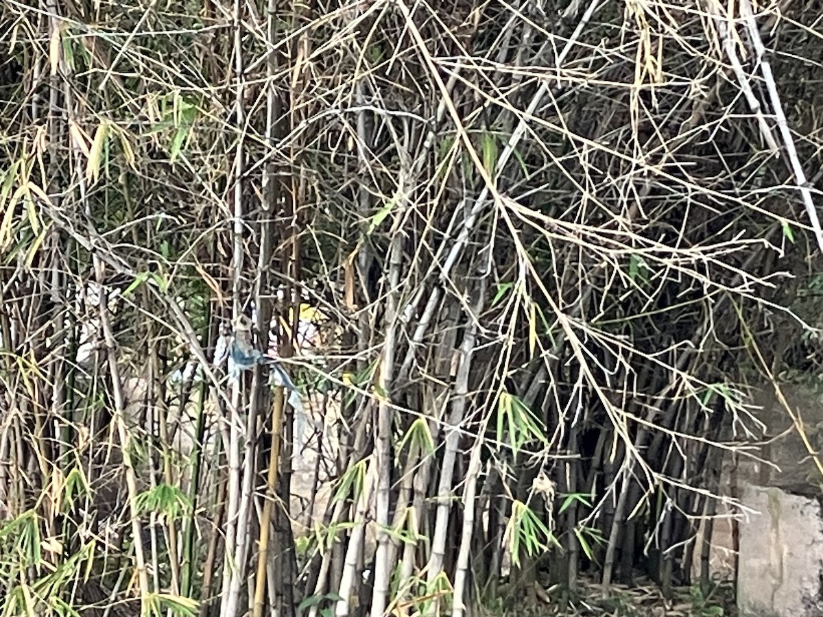 Aigrette garzette - ML645683468