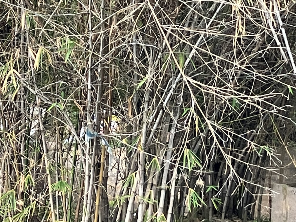 Aigrette garzette - ML645683469