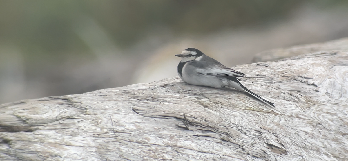 White Wagtail - ML645683476