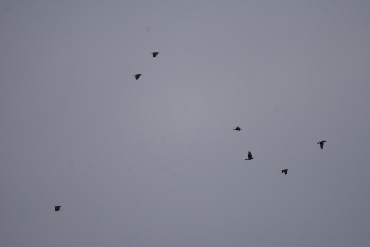 Erroi handia - ML645683478