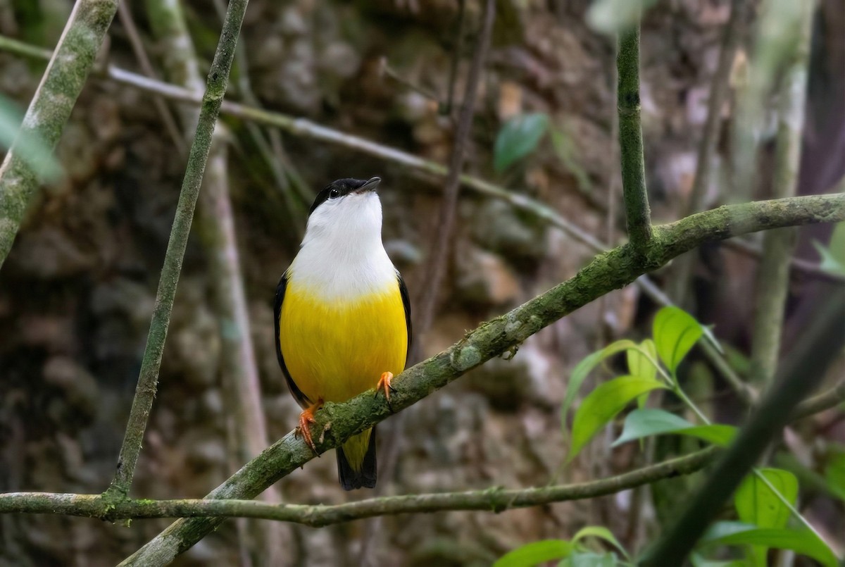 White-collared Manakin - ML645683480