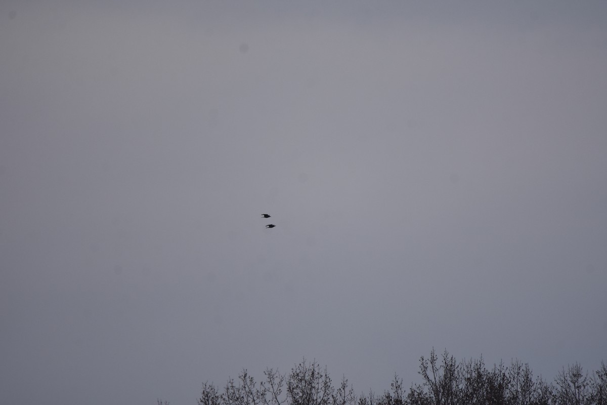 Erroi handia - ML645683483