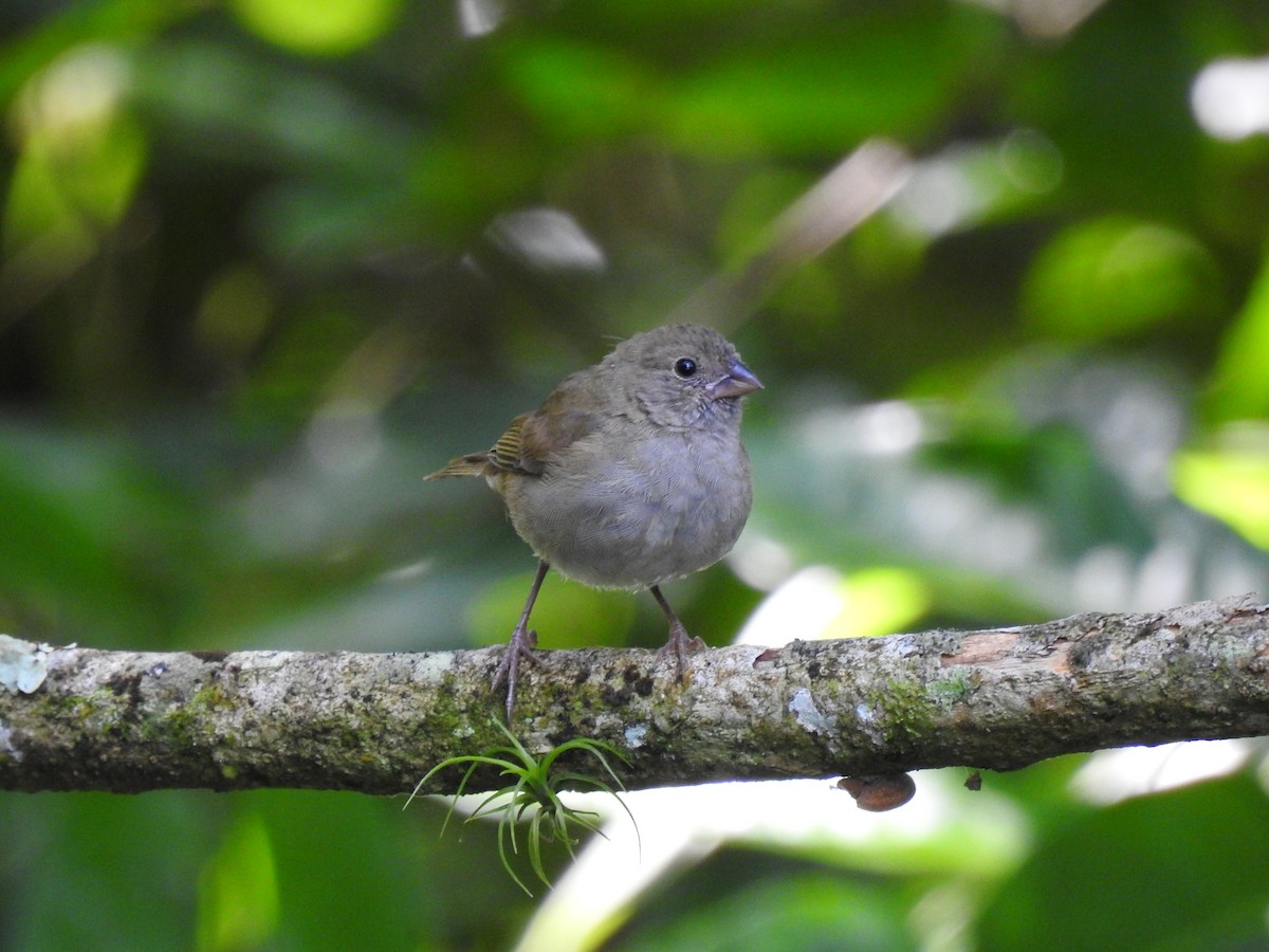 Black-faced Grassquit - ML645683484