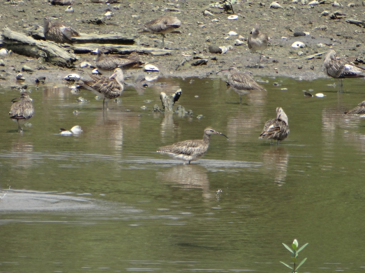 Eurasian Whimbrel - ML645683486
