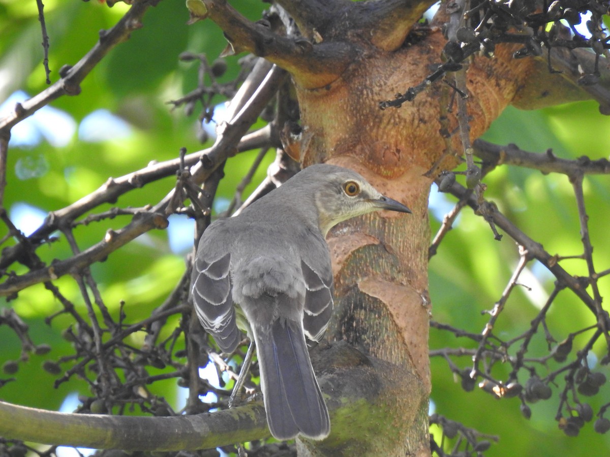 Northern Mockingbird - ML645683494