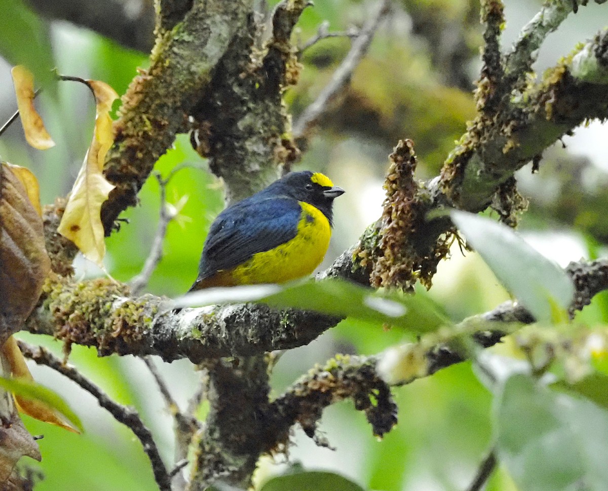 Fulvous-vented Euphonia - ML645683498