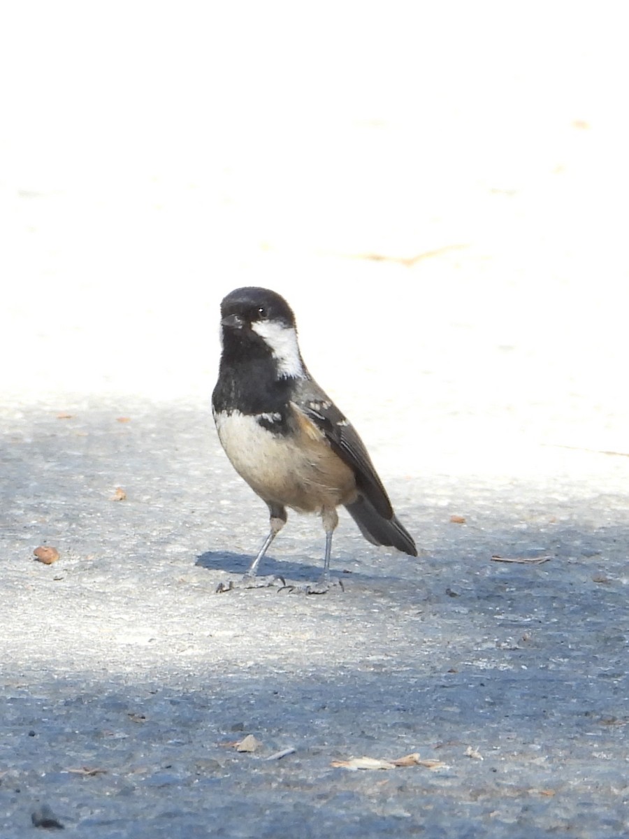 Coal Tit (Cyprus) - ML645683499