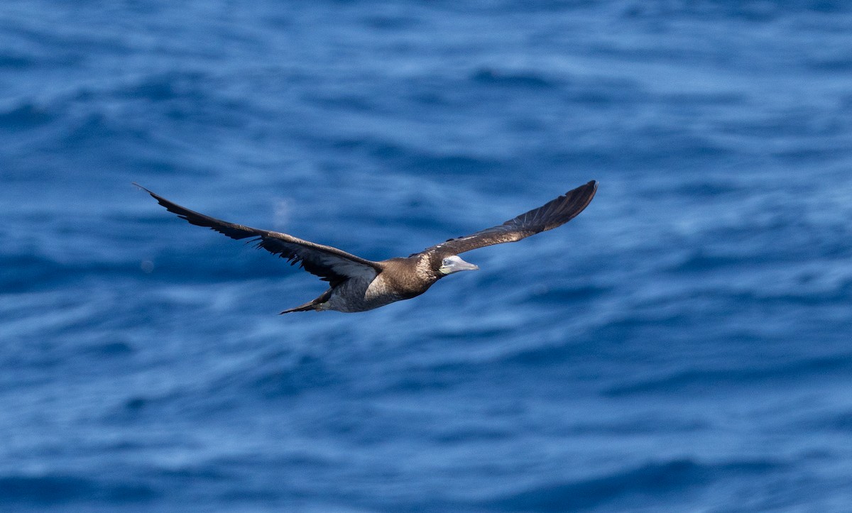 Cocos Booby - ML645683502