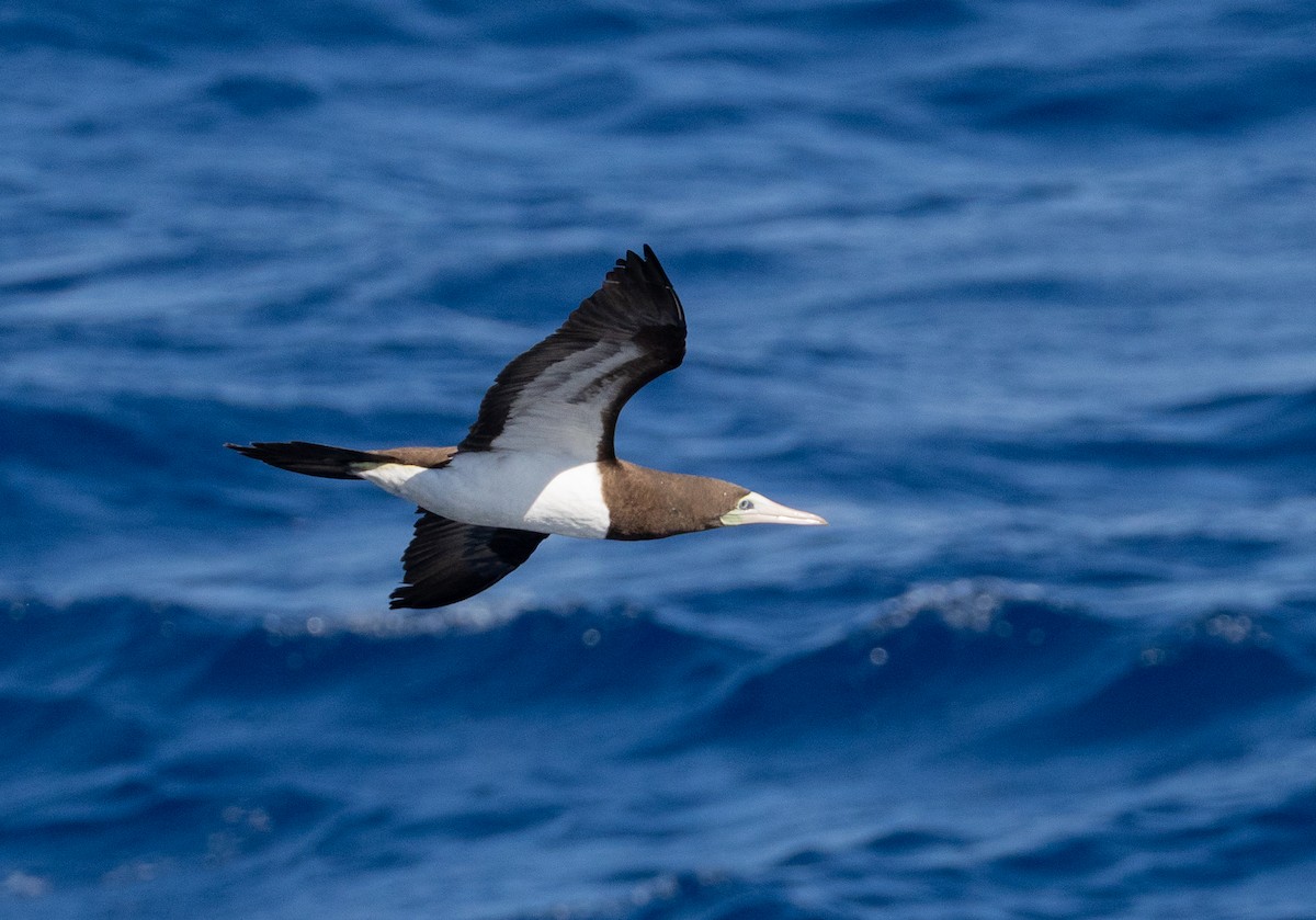 Cocos Booby - ML645683503