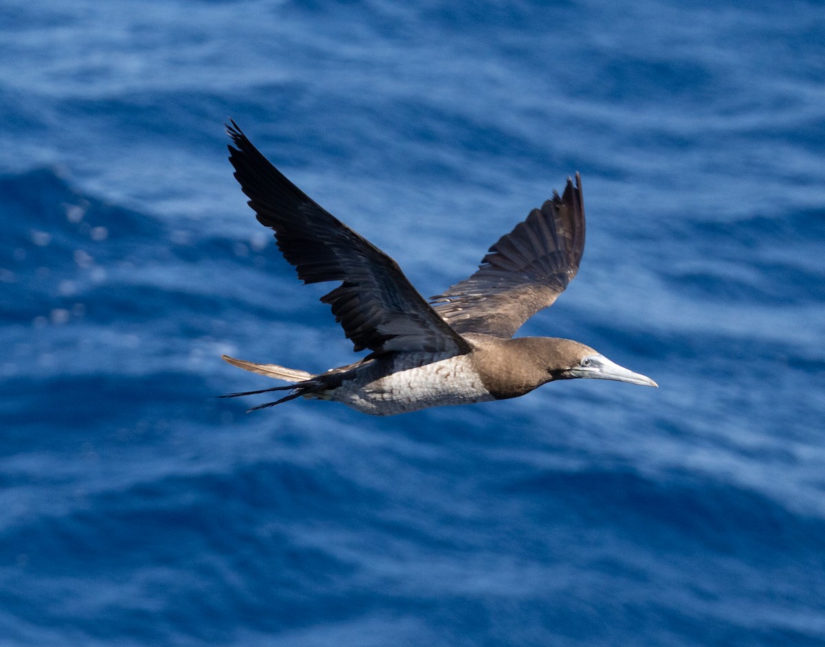 Cocos Booby - ML645683506