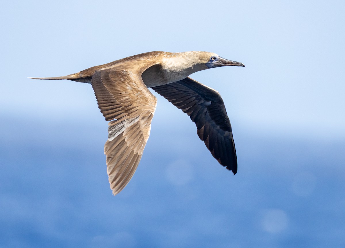 Cocos Booby - ML645683507