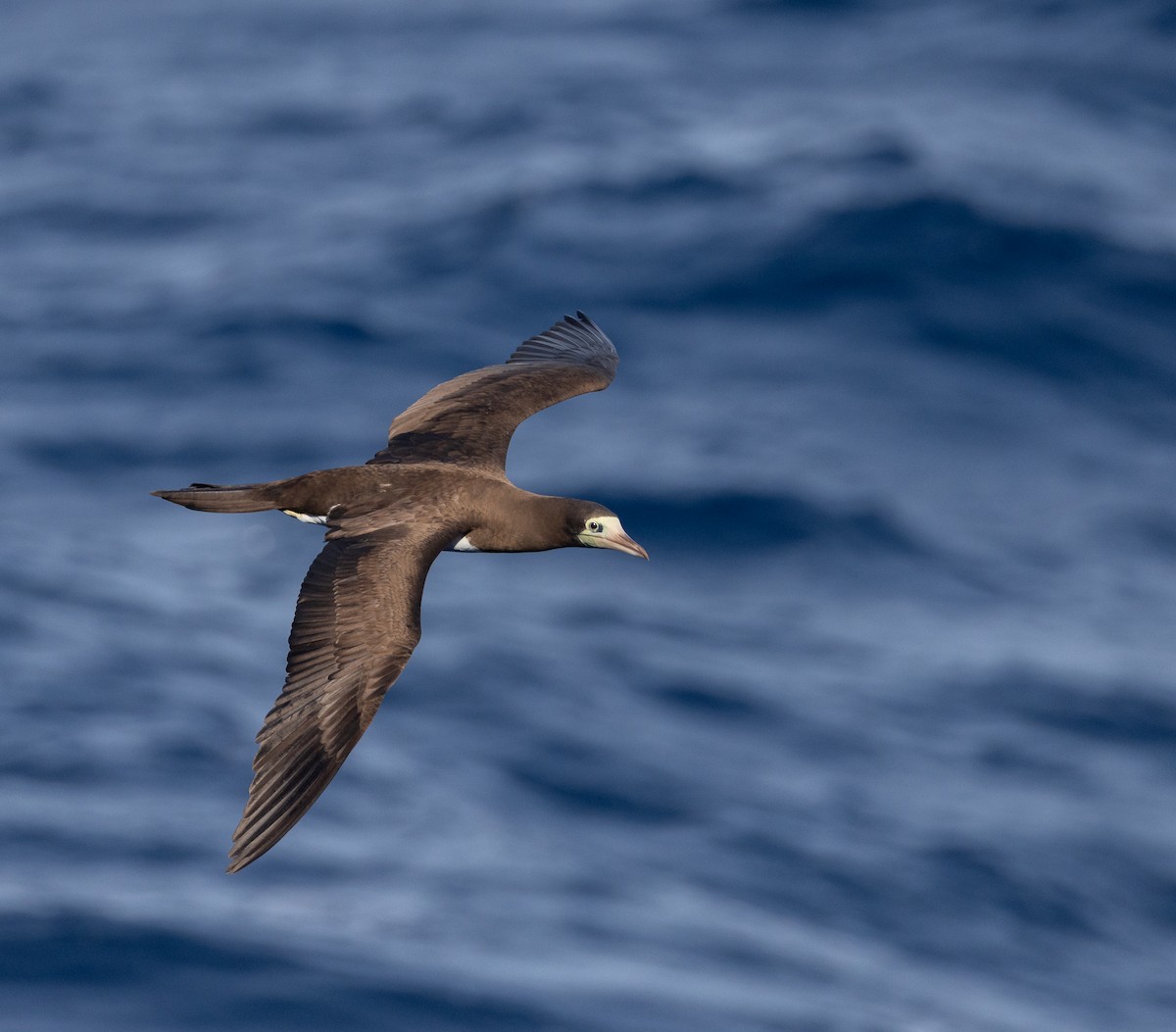 Cocos Booby - ML645683508