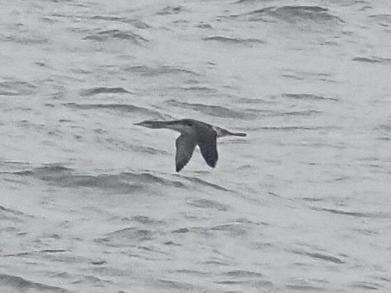 Red-throated Loon - ML645683513