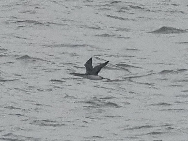 Red-throated Loon - ML645683514