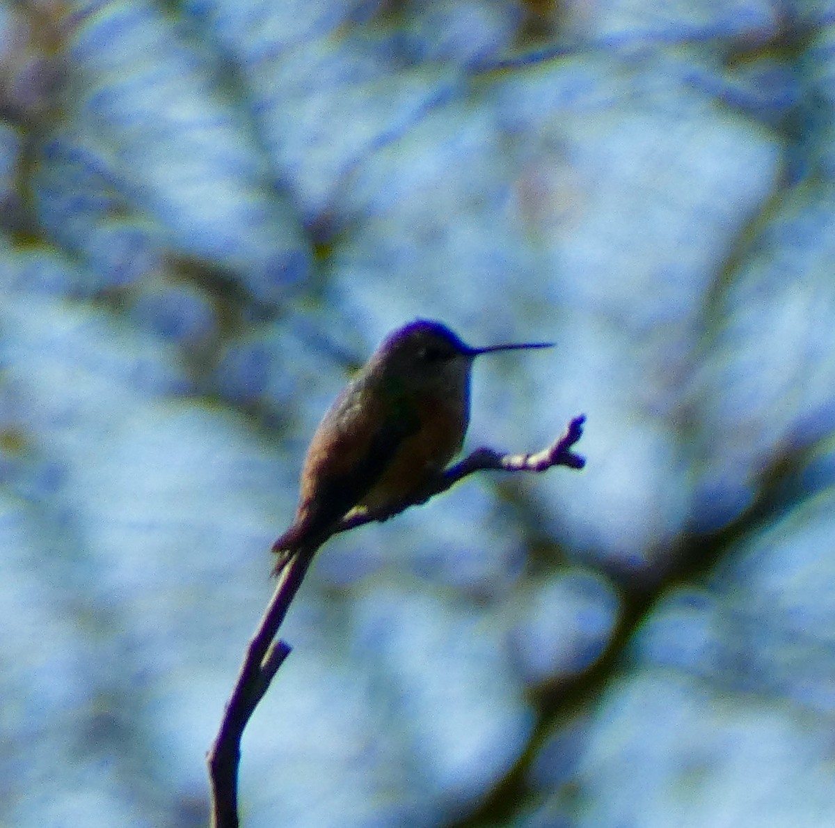 Rufous Hummingbird - ML645683518