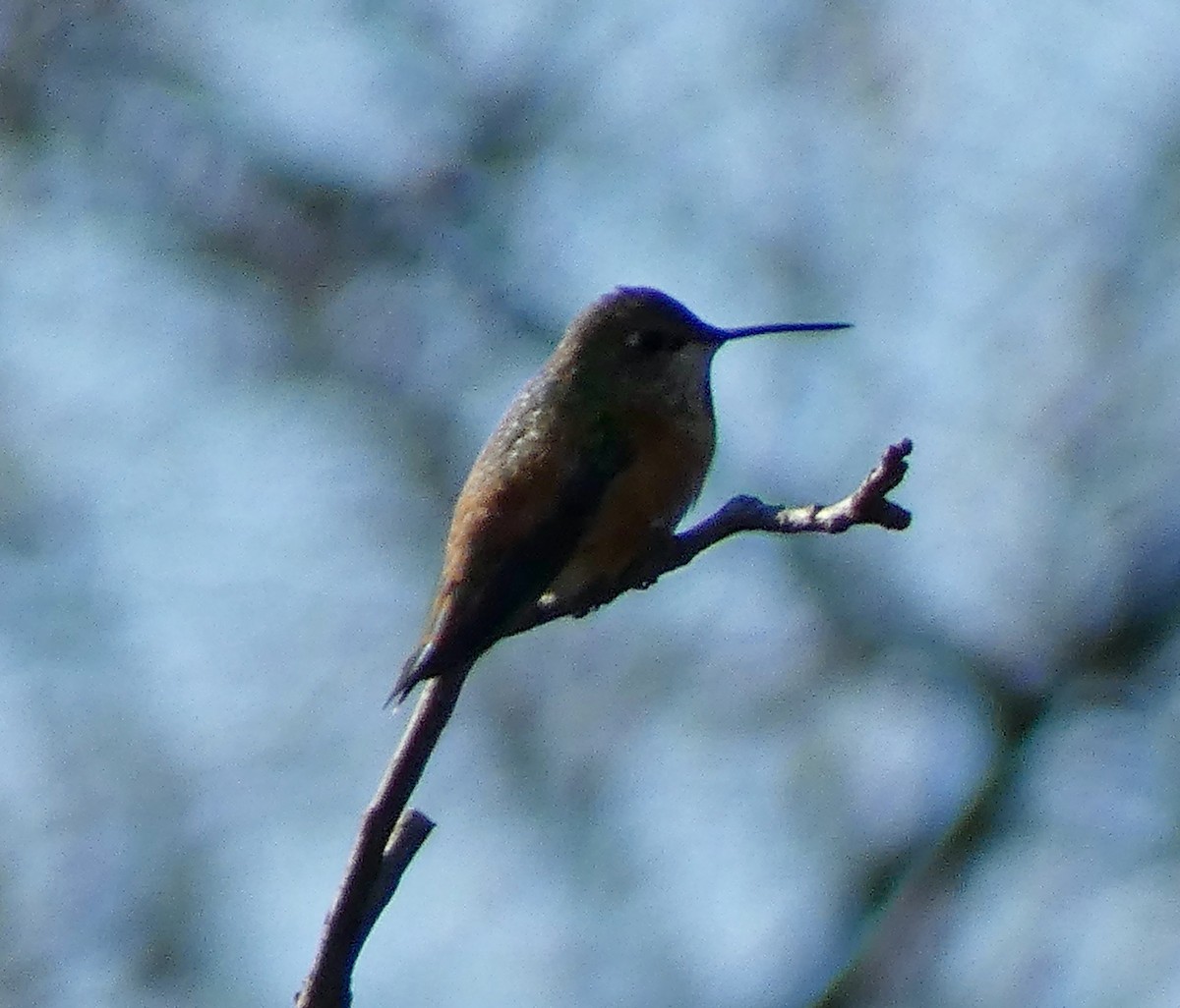 Rufous Hummingbird - ML645683519