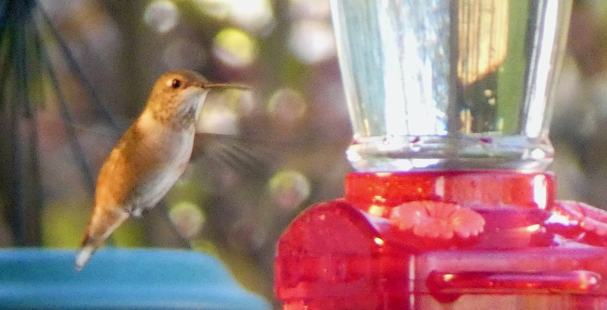 Rufous Hummingbird - ML645683520