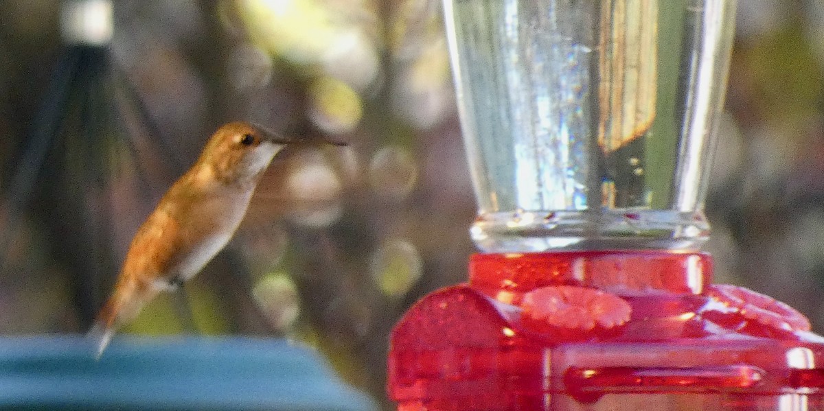 Rufous Hummingbird - ML645683521