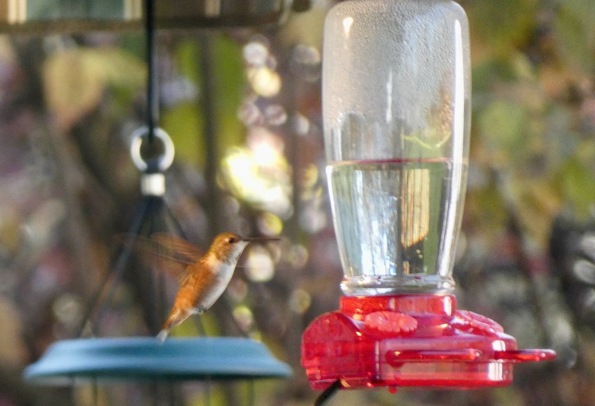 Rufous Hummingbird - ML645683528