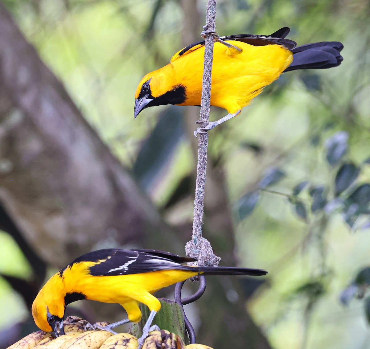 Altamira Oriole - ML645683532