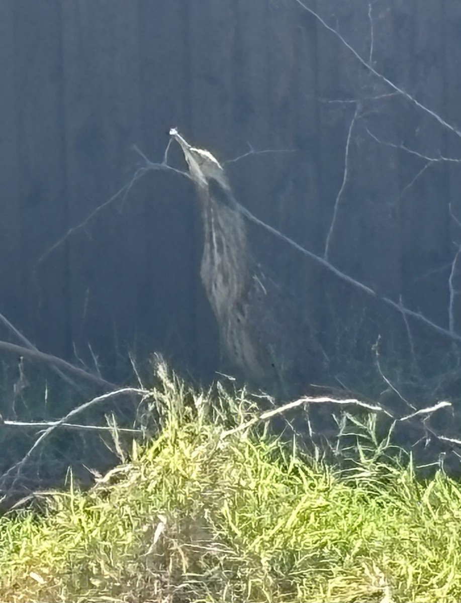 American Bittern - ML645683544