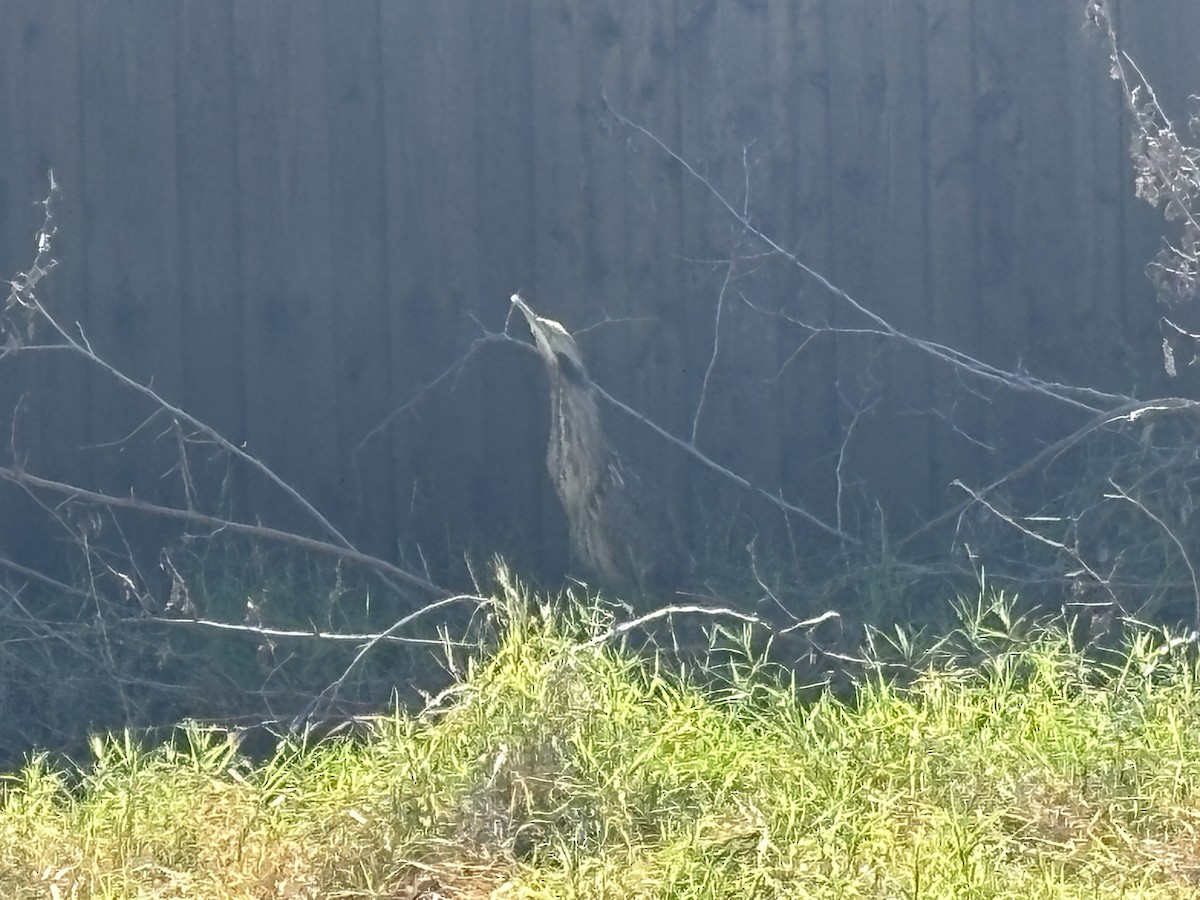 American Bittern - ML645683545