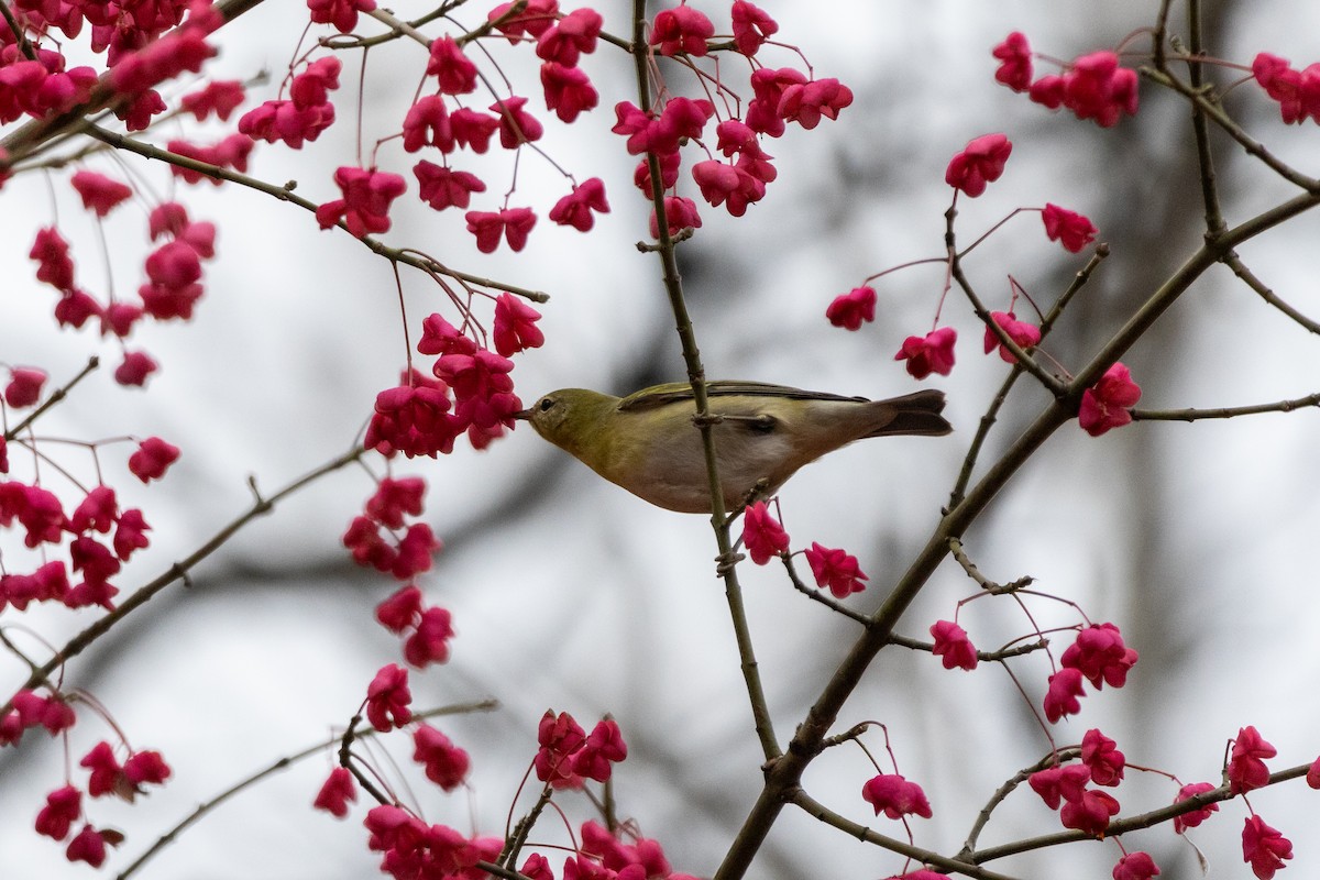 Червоїд світлобровий - ML645683546