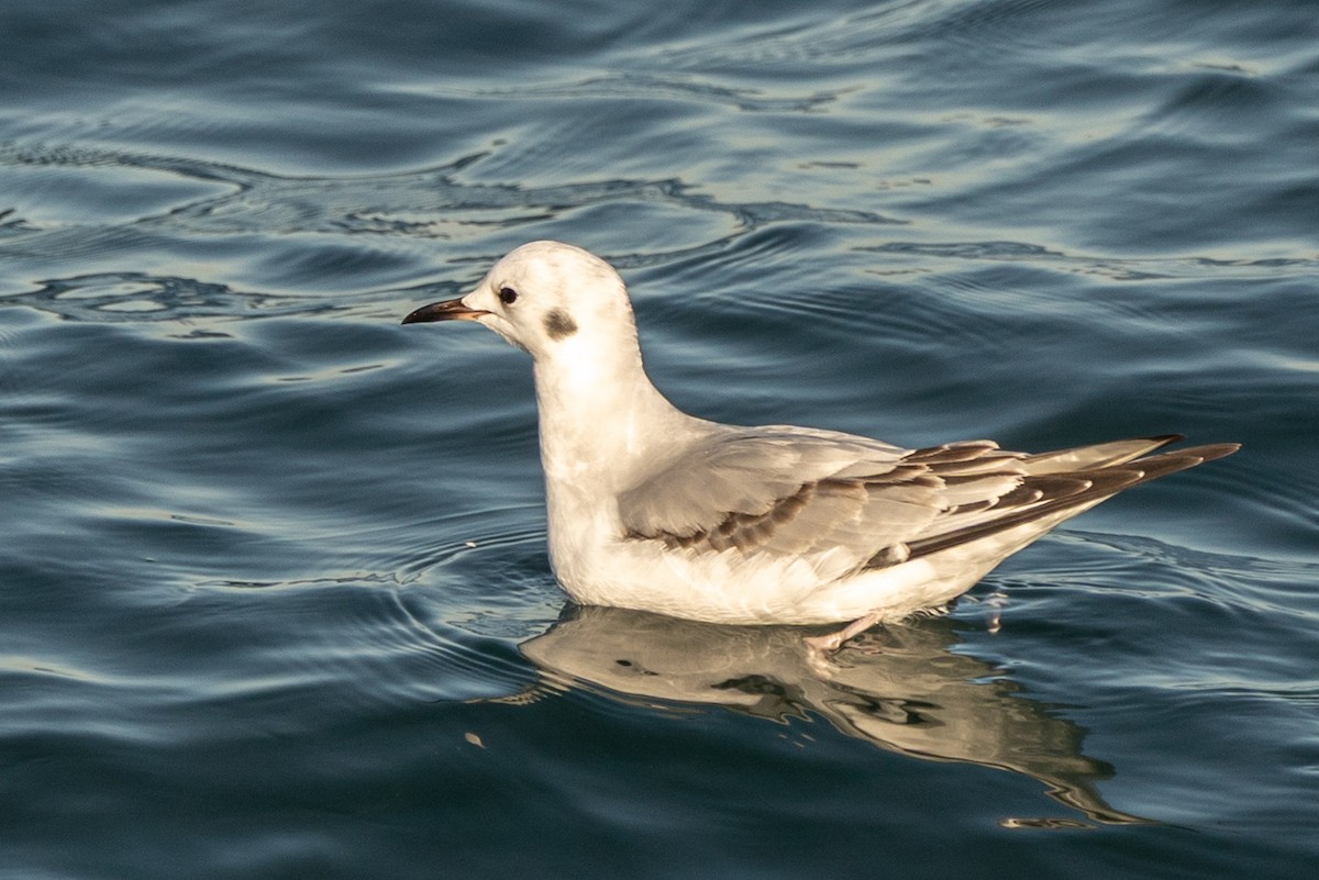 Bonaparte's Gull - ML645683551