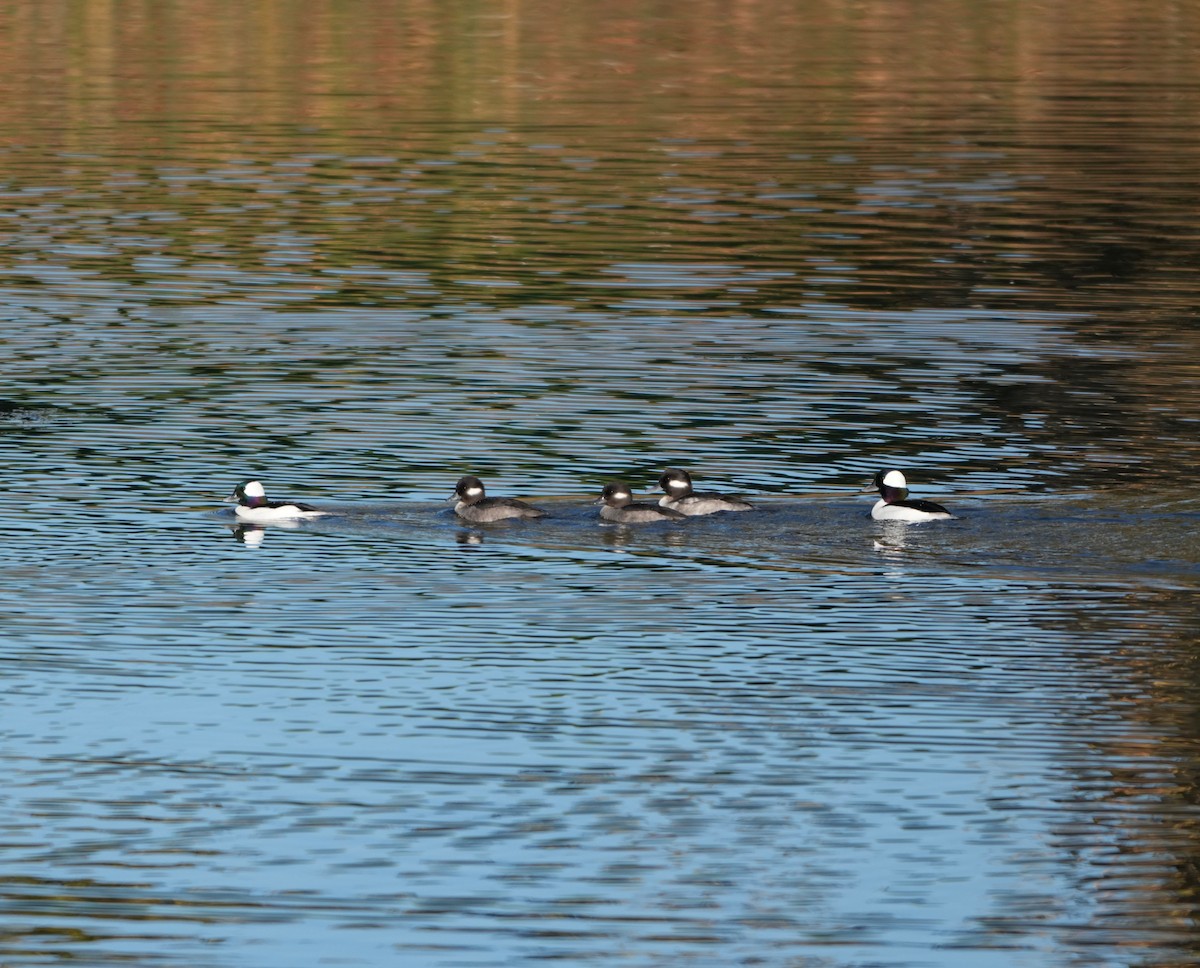 Bufflehead - ML645683554