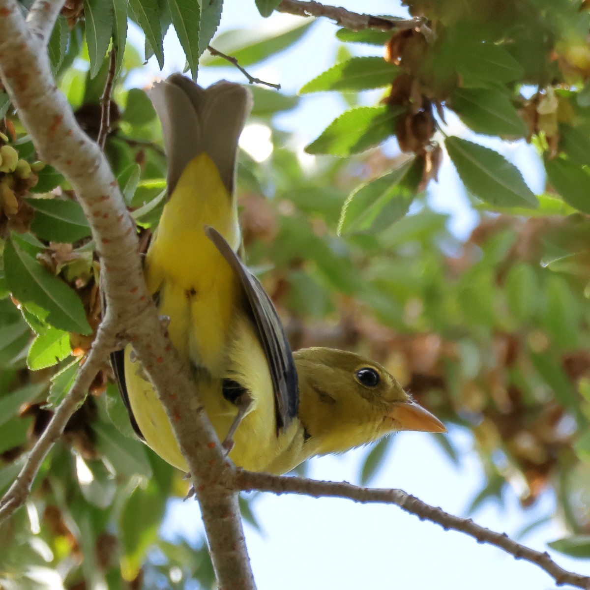 Піранга кармінова - ML645683568