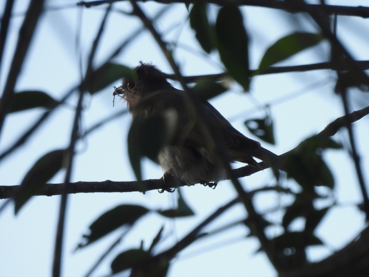 Пепельная пиайя - ML645683570