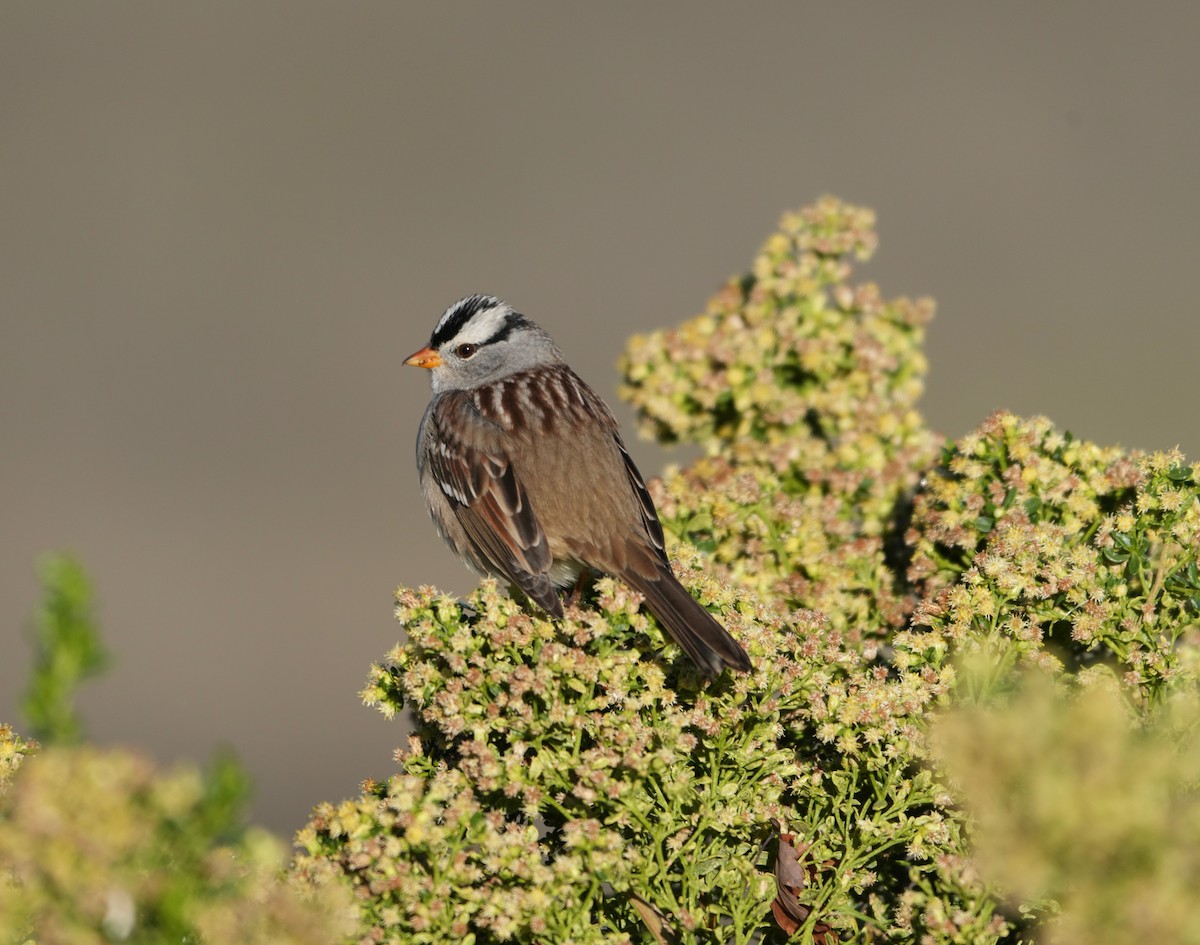 White-crowned Sparrow - ML645683571