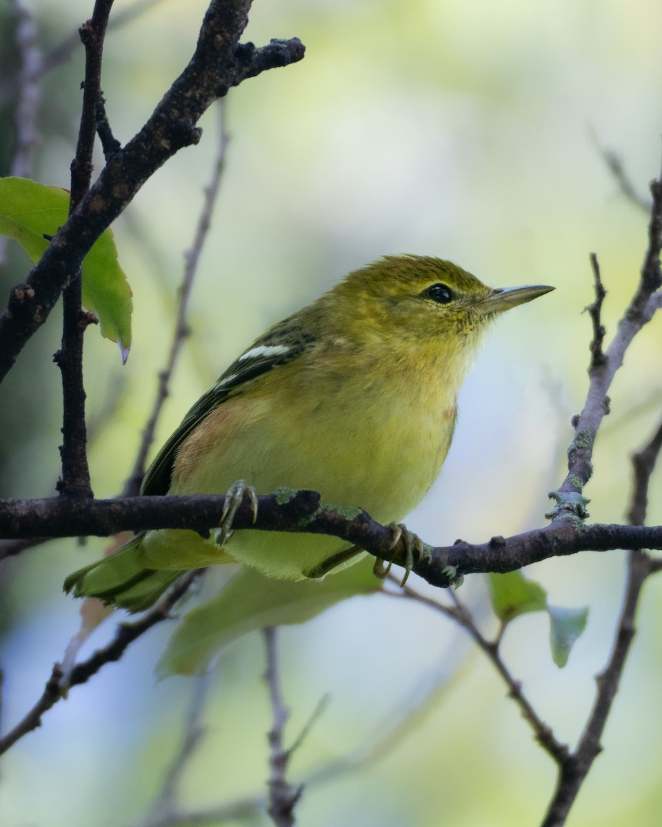 Bay-breasted Warbler - ML645683586
