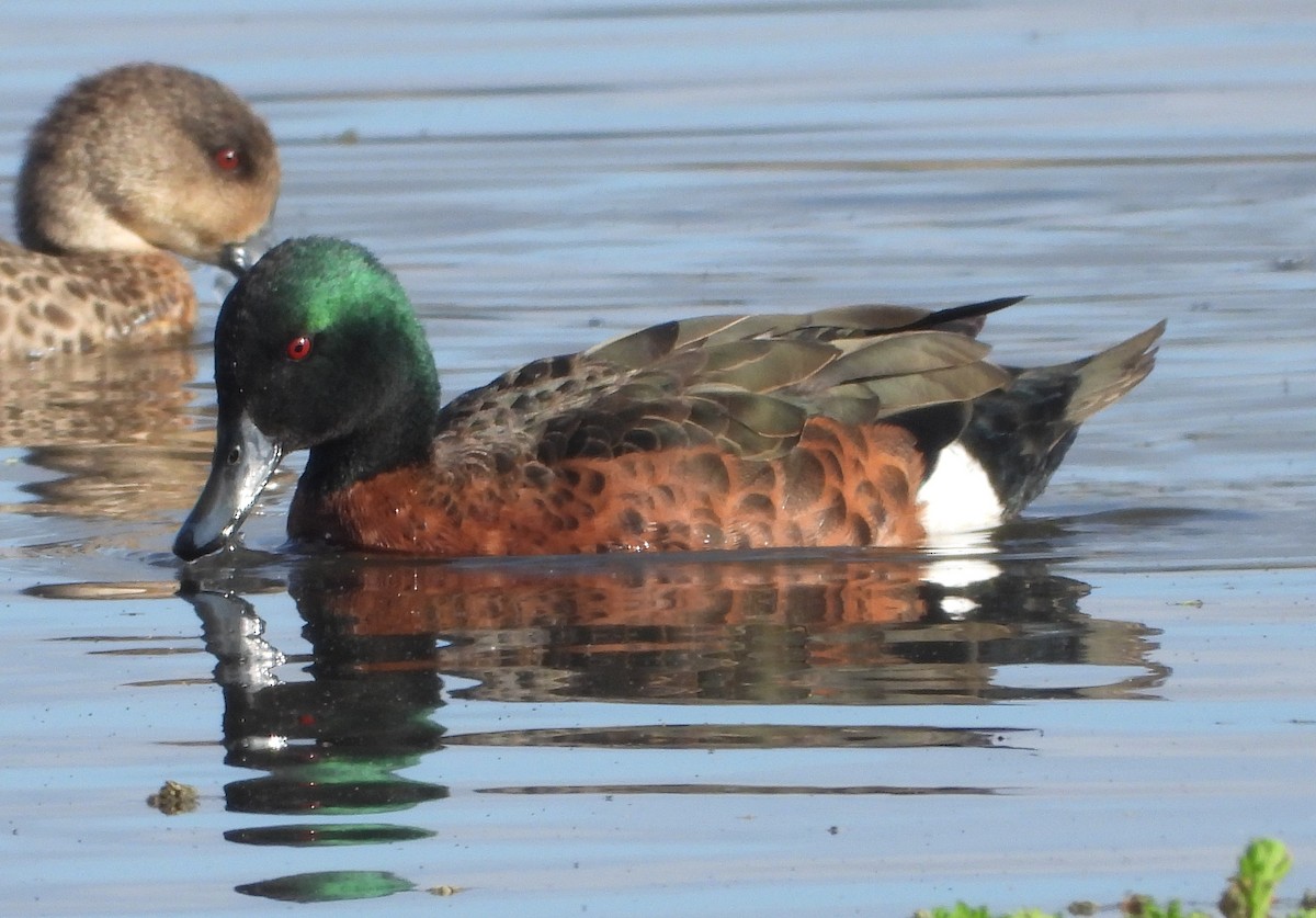 Chestnut Teal - ML645683587