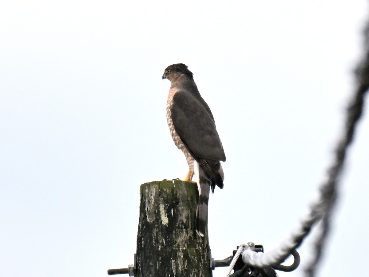 Cooper's Hawk - ML645683590