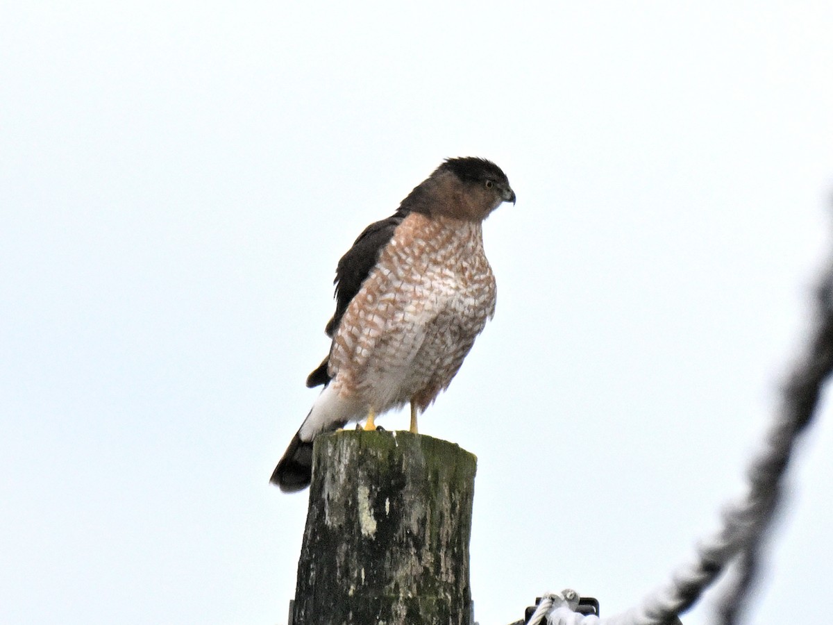Cooper's Hawk - ML645683591