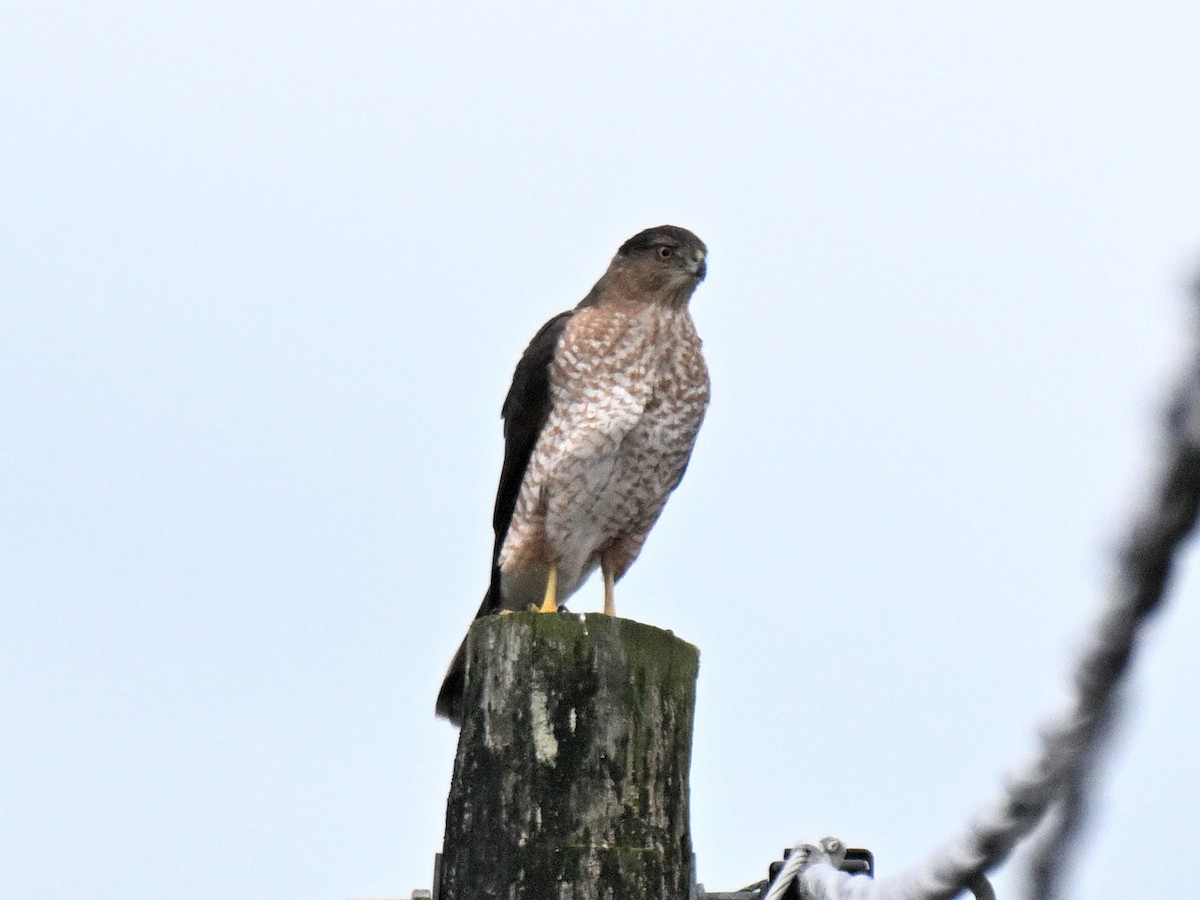 Cooper's Hawk - ML645683592