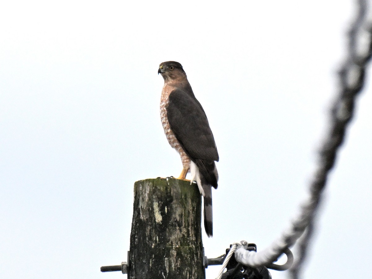 Cooper's Hawk - ML645683593