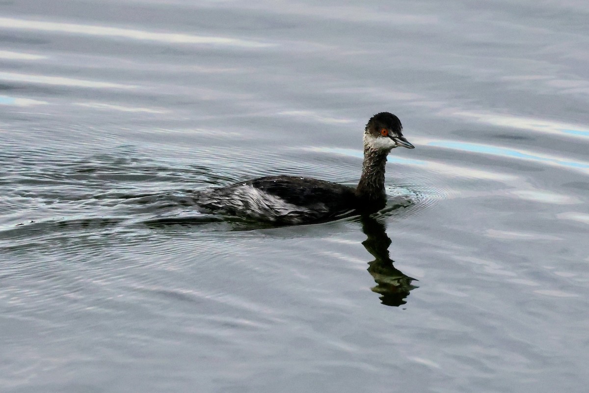 Schwarzhalstaucher - ML645683594