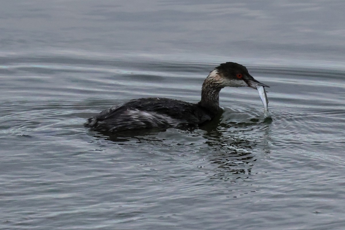 Schwarzhalstaucher - ML645683595