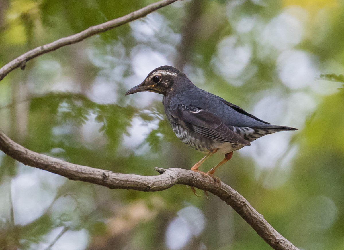 Siberian Thrush - ML645683598
