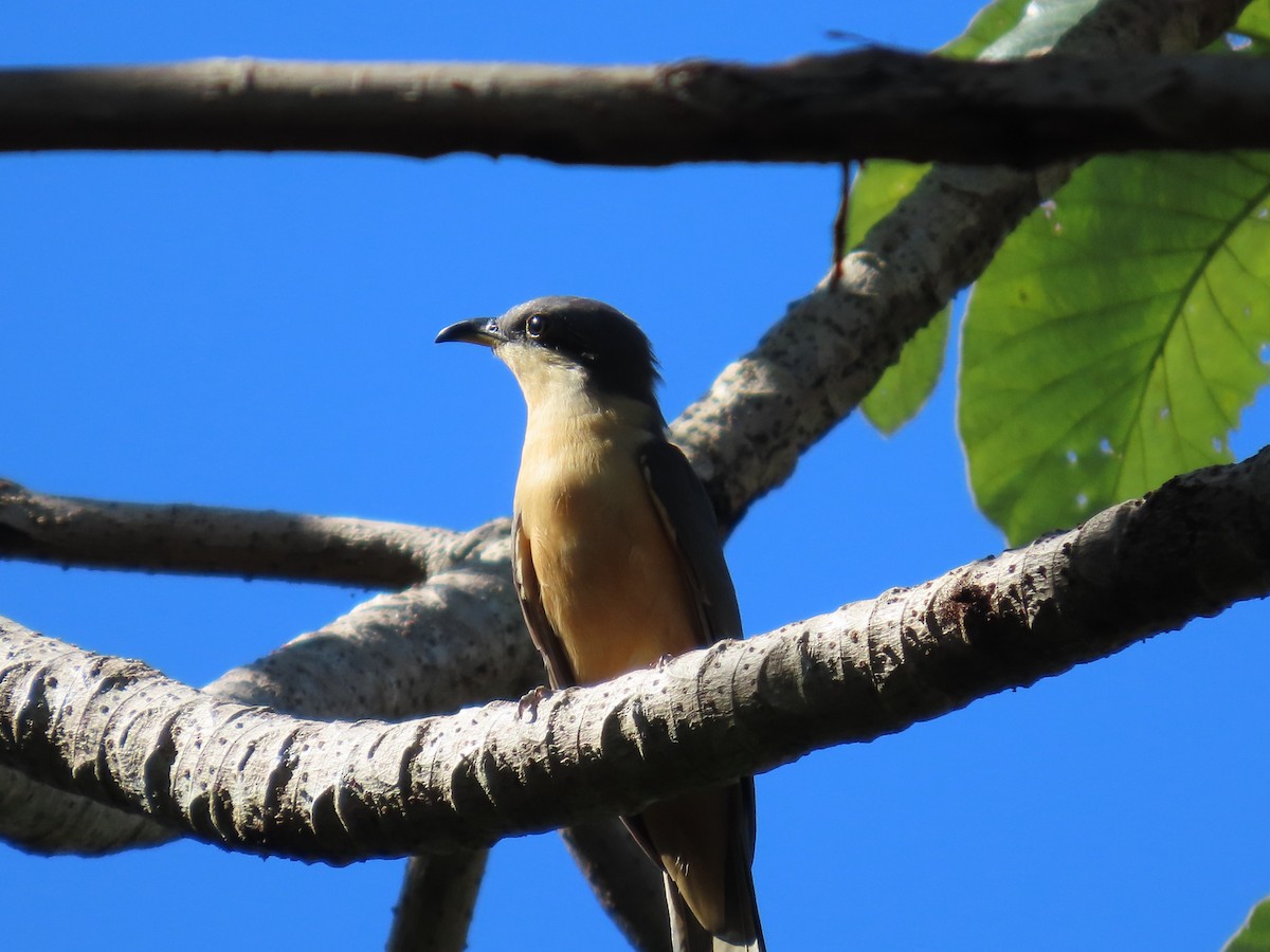 Mangrove Cuckoo - ML645683599