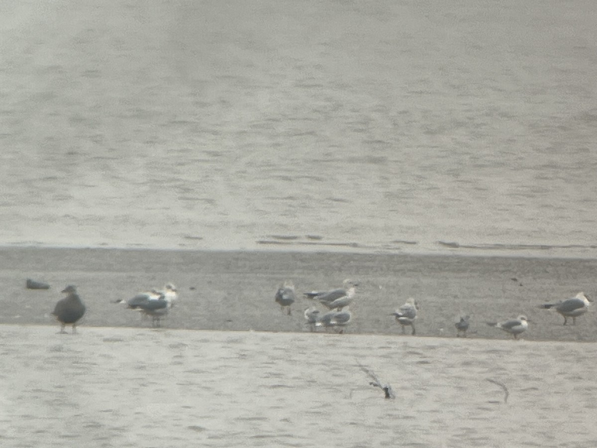 Bonaparte's Gull - ML645683601